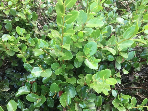 Quillaja saponaria