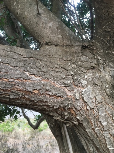 Quillaja saponaria