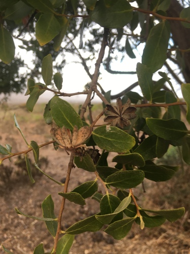 Quillaja saponaria