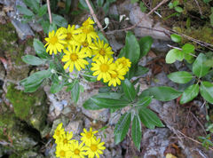 Brachyglottis laxifolia