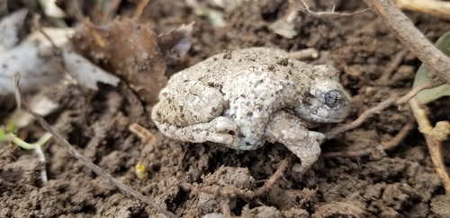 Gray Treefrog photographed in Pennsylvania