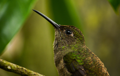 Eupetomena cirrochloris