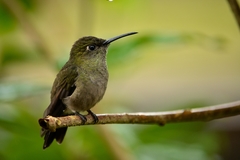 Eupetomena cirrochloris