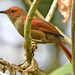 Red-faced Spinetail - Photo (c) Dave Wendelken, some rights reserved (CC BY-NC), uploaded by Dave Wendelken