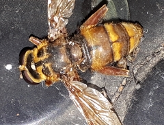Milesia crabroniformis