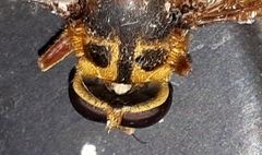 Milesia crabroniformis