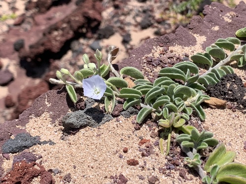 Jacquemontia sandwicensis observed 2023-06-08