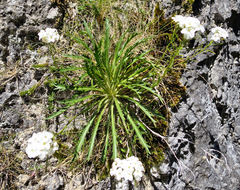 Pachycladon latisiliquum