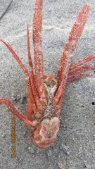Grimothea planipes