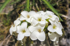 Pachycladon latisiliquum