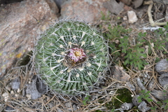 Echinofossulocactus dichroacanthus