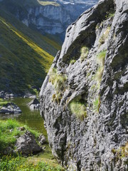 Pachycladon latisiliquum