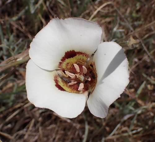 Image of Calochortus vestae by (c) Cricket Raspet, some rights reserved (CC BY)