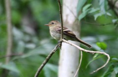 Lathrotriccus euleri