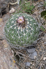 Echinofossulocactus dichroacanthus