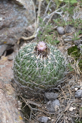 Echinofossulocactus dichroacanthus