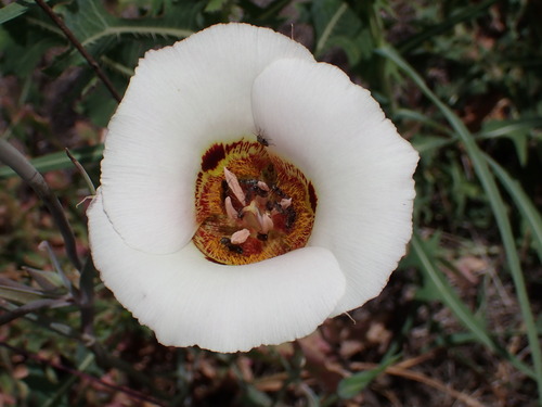 Image of Calochortus vestae by (c) Cricket Raspet, some rights reserved (CC BY)