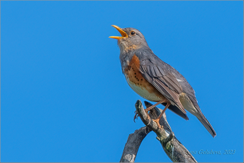 Gray-backed Thrush (Turdus hortulorum) photo