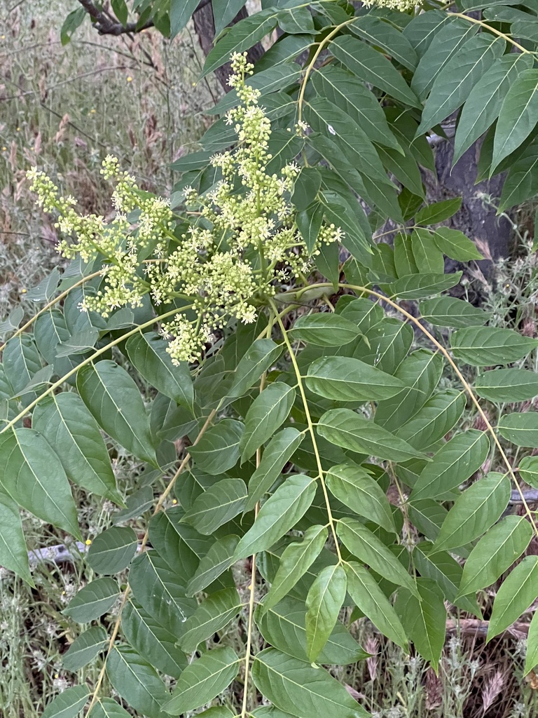 가죽나무 from Rocky Pointe Natural Park, Simi Valley, CA, US on... by George Afghan · iNaturalist 가죽나무 (Ailanthus altissima)