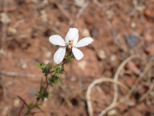 Image of Calycadenia pauciflora by (c) Cricket Raspet, some rights reserved (CC BY)
