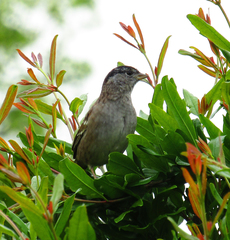 Zonotrichia atricapilla