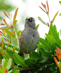 Zonotrichia atricapilla