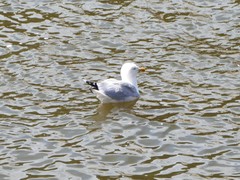 Larus argentatus