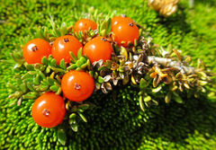 Coprosma perpusilla perpusilla