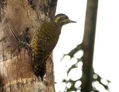 Dryobates spilogaster