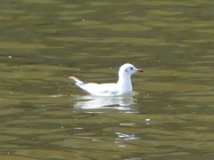 Chroicocephalus ridibundus