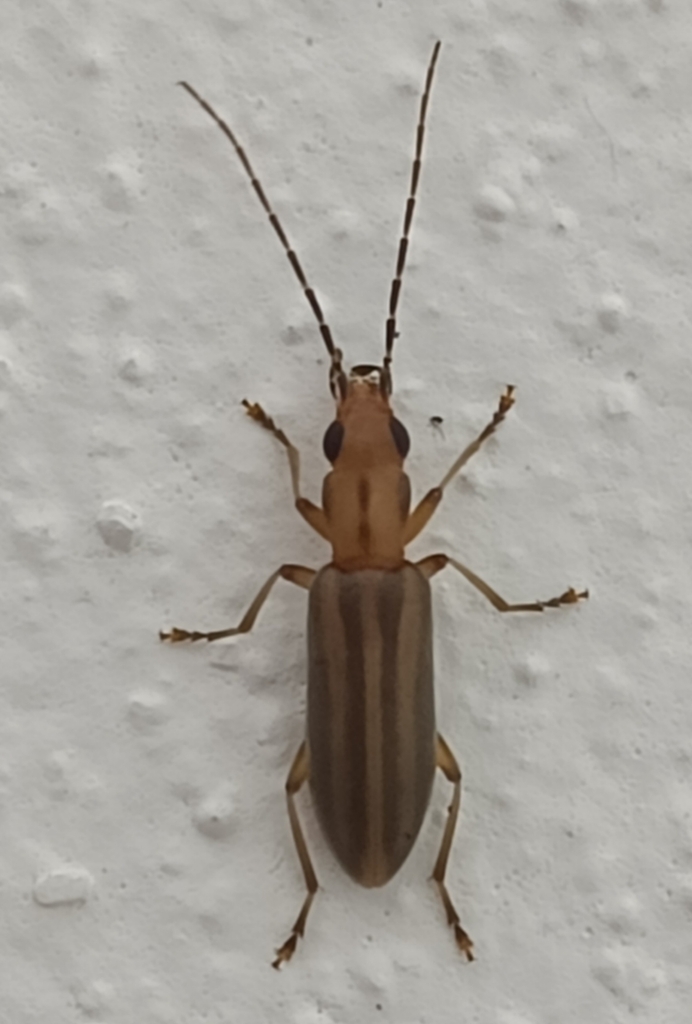 Hypasclera holosericea