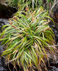 Carex trifida