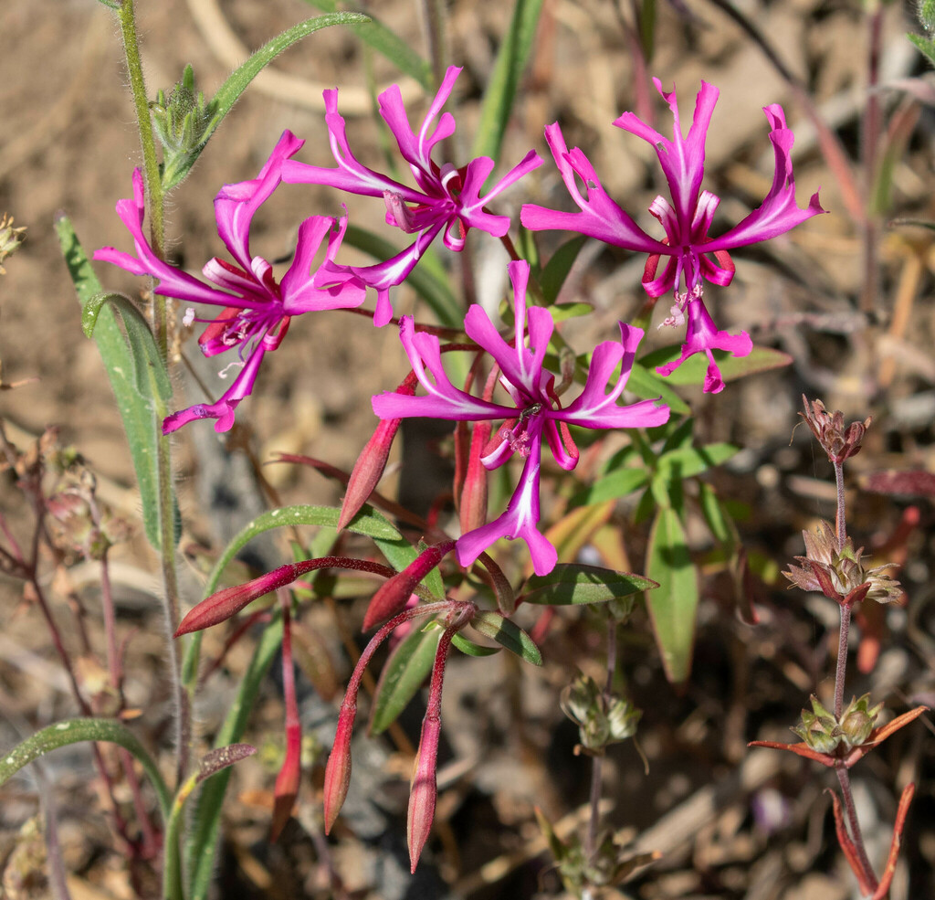 Red Ribbons from Mount Diablo, Contra Costa County, CA, USA on June 9 ...