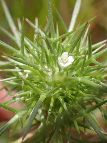 Image of Navarretia paradoxinota by (c) Cricket Raspet, some rights reserved (CC BY)