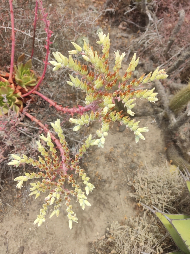 Dudleya ingens Rose 2