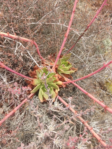 Dudleya ingens