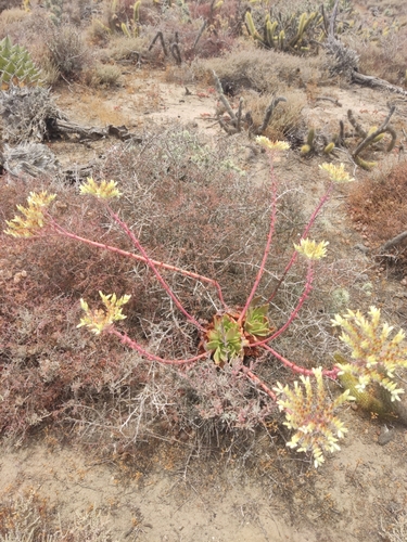 Dudleya ingens