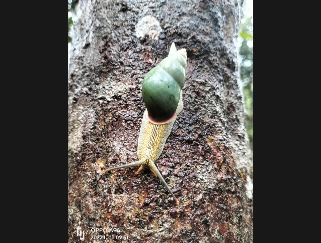 Amphidromus stevenliei
