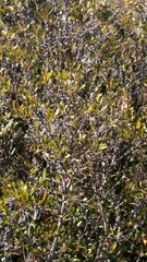 Myricaceae