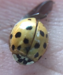 Harmonia axyridis
