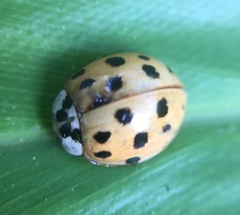 Harmonia axyridis