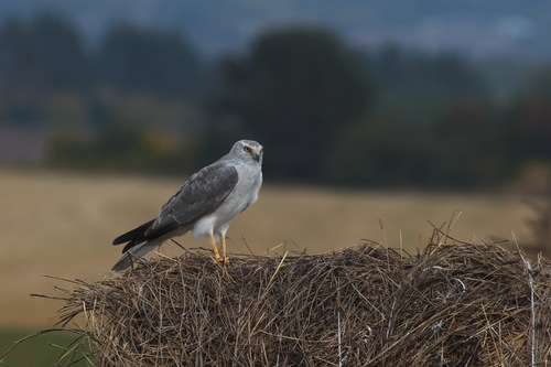 Aguilucho papialbo (Circus macrourus)