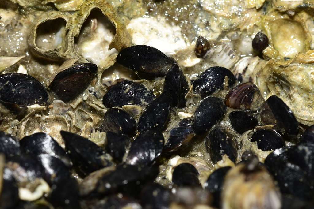 Golden Mussel from 北海滨海国家湿地公园 on June 7, 2023 at 0831 AM by rhinolin