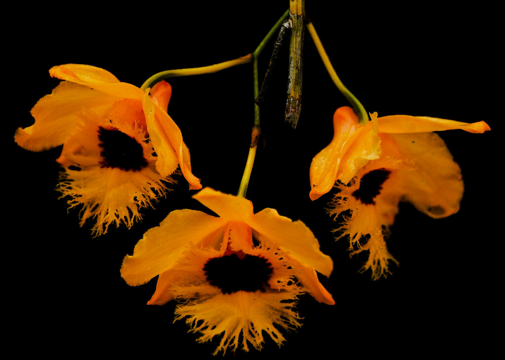 Dendrobium fimbriatum