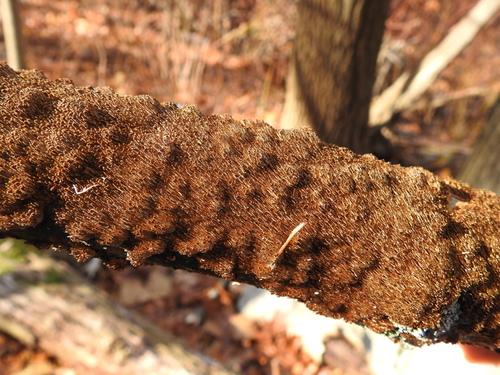 Hydnoporia olivacea image