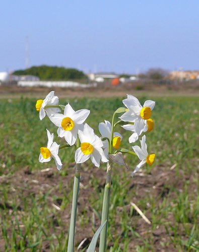 Bunch Flowered Daffodil Narcissus Tazetta Inaturalist