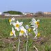 Narcissus tazetta tazetta - Photo (c) Zachi Evenor, some rights reserved (CC BY-SA)
