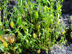 Dicliptera peduncularis