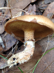 Suillus cothurnatus