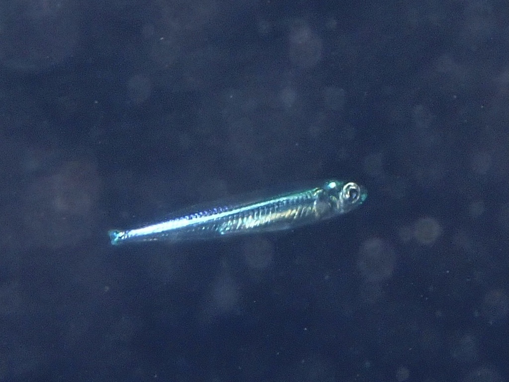 Snuit-ansjovis (Anchoa choerostoma) — Engraulidae
